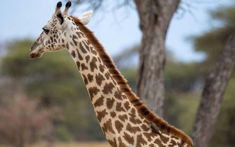 Lake Manyara National Park